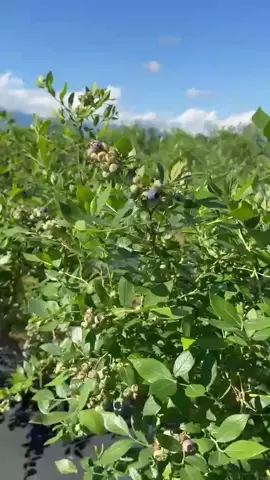 Видео объявления: Рыба , мясо , сыр ...:
