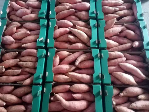 Фото объявления: 🥔 Мы в Agrinile работаем с картофелем из Египта!