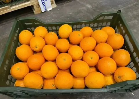 Фото объявления: Апельсины 🍊, Новороссийск
