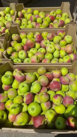 Фото объявления: 🍏 Яблоки с Юга России 🍎, Краснодар