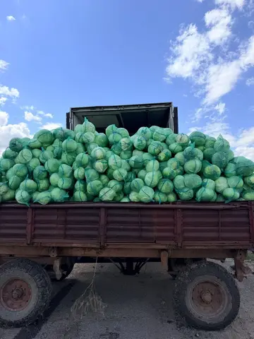 Фото объявления: Капуста 1 сорт, Ростовская область