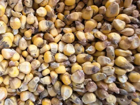 Фото объявления: Продаётся кукуруза весенняя 500т Самарская область, с ценой и вопросами в личку., Самарская область