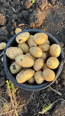 Фото объявления: Картофель сорт Аризона,Коломбо,объем Краснодарский край Кореновский район подробности по тел. скрыто, Красн…