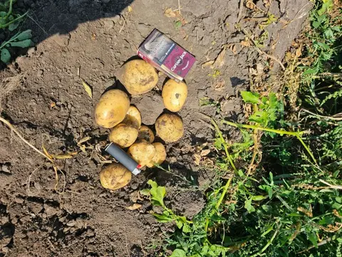 Фото объявления: Доброго времени суток! Представляю вашему вниманию универсальный столовый сорт картофеля!🤝🤠, Брянск