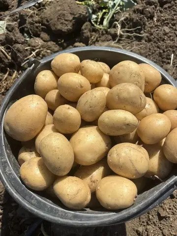 Фото объявления: Картофель 🥔🥔🥔, Республика Крым
