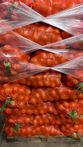 Фото объявления: Картофель «Коломбо» в продаже, Рязань, изображение 5