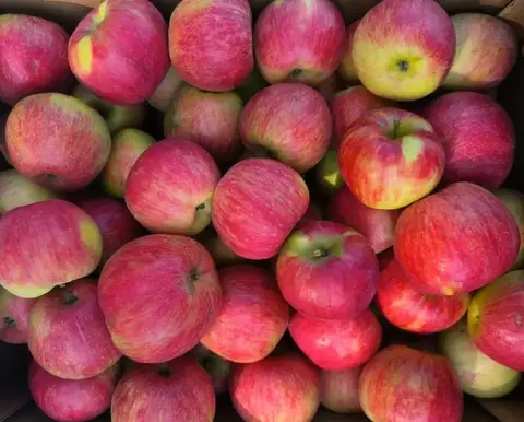 Фото объявления: 🍎 Яблоки оптом и в розницу от производителя ИП Глава КФХ Болдин А.А. 📍 с. Покрово-Васильевка, Тамбовская об…